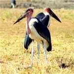 marabou stork